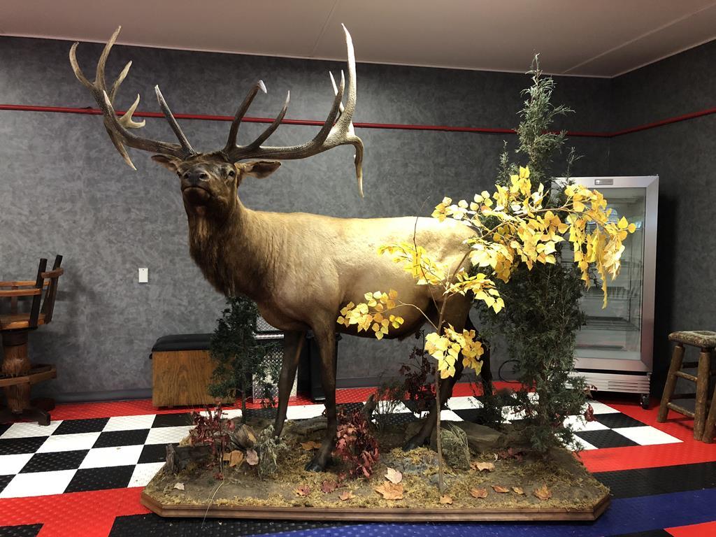 TIMED ONLINE AUCTION TAXIDERMY, FIREARMS, FURNITURE, SHOP EQUIPMENT   Auction