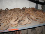 PUBLIC AUCTION - RECOVERY VEHICLES - RENTAL CARS - AUTOMOTIVE REPAIR EQUIPMENT Auction Photo