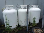 (3) LP Gas tanks Auction Photo