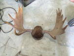 Moose Antlers Auction Photo