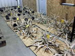 (18) ANTLER CHANDELIERS Auction Photo