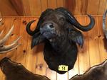 TIMED ONLINE AUCTION TAXIDERMY - ANTIQUES - COLLECTIBLES  Auction Photo