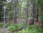 63± Acre Parcel Water Frontage Auction Photo