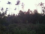 Parcel #10 - Weymouth Rd. - 40+/- Acres