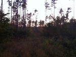 Parcel #10 - Weymouth Rd. - 40+/- Acres