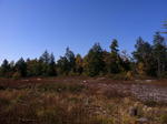 Parcel #4 - Oak Hill - 264+/- Acres