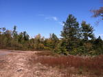 Parcel #4 - Oak Hill - 264+/- Acres