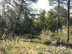 Parcel #4 - Oak Hill - 264+/- Acres