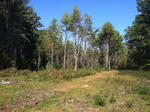 Parcel #5 - Oak Hill - 56.2+/- Acres