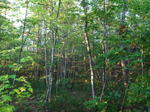Parcel #6 - Webbs Mills Rd. - 51.1+/- Acres
