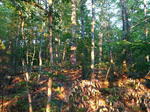 Parcel #6 - Webbs Mills Rd. - 51.1+/- Acres