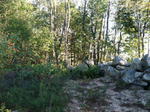 Parcel #6 - Webbs Mills Rd. - 51.1+/- Acres