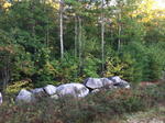 Parcel #6 - Webbs Mills Rd. - 51.1+/- Acres