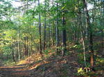 Parcel #6 - Webbs Mills Rd. - 51.1+/- Acres