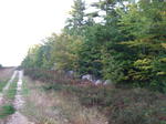 Parcel #6 - Webbs Mills Rd. - 51.1+/- Acres
