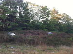 Parcel #6 - Webbs Mills Rd. - 51.1+/- Acres