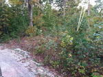 Parcel #8 - Egypt Rd. - 27.86+/- Acres