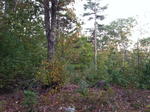 Parcel #8 - Egypt Rd. - 27.86+/- Acres