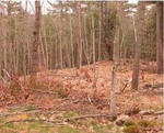 16.33+/- Acres Eddy Rd.