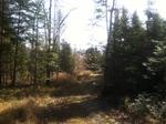 Hunting Camp - 70+/-Acres Auction Photo