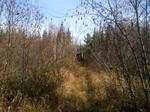Hunting Camp - 70+/-Acres Auction Photo