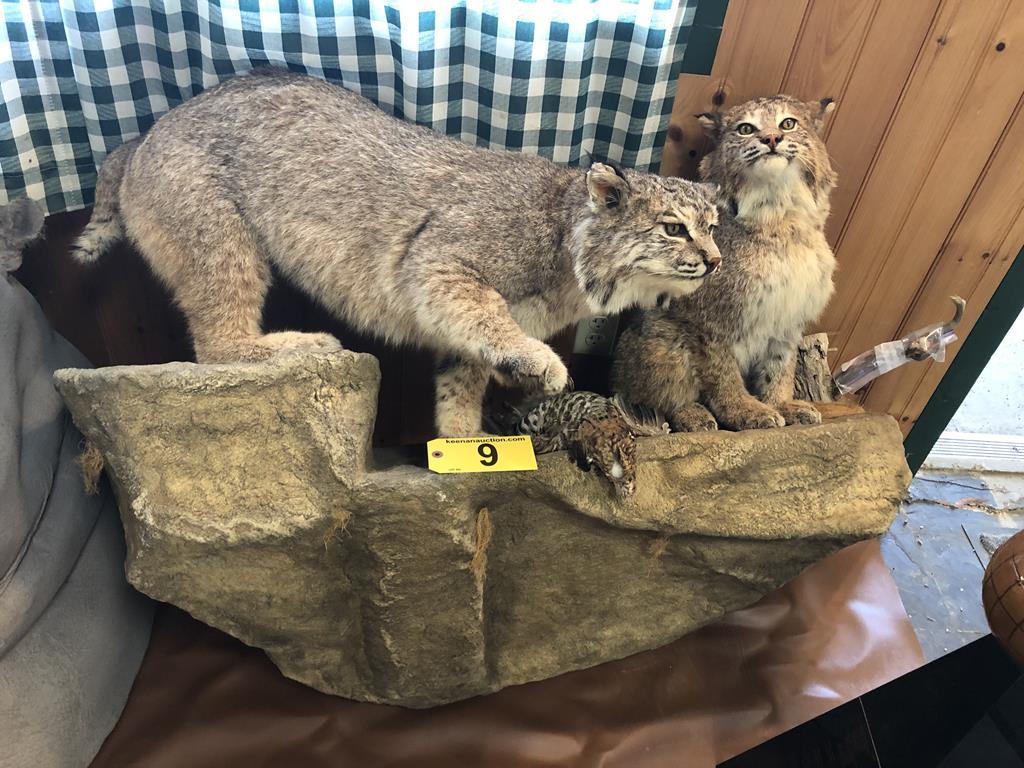 TIMED ONLINE AUCTION TAXIDERMY, FIREARMS, AMMO, HUNTING SUPPLIES, ETC  Auction